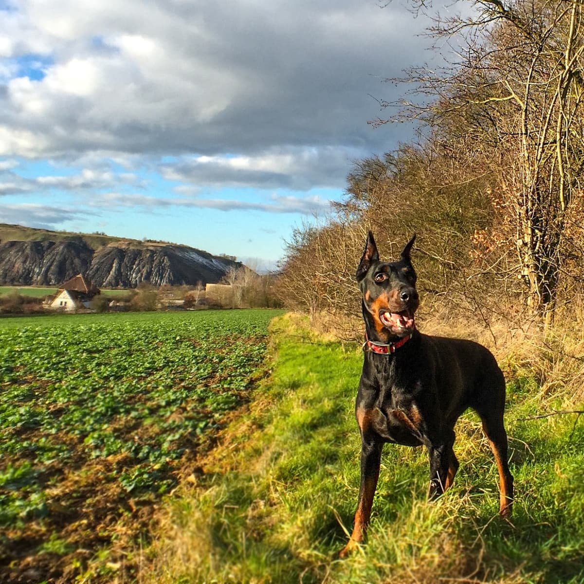 7 Health Problems to Watch for in Your Doberman Pinscher - PetHelpful