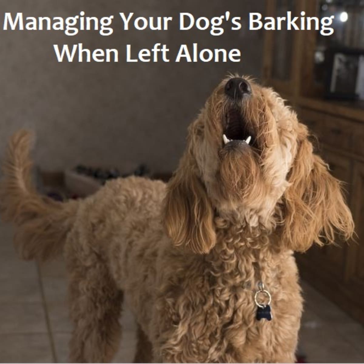 How To Deal With Dogs That Bark When Left Alone Pethelpful