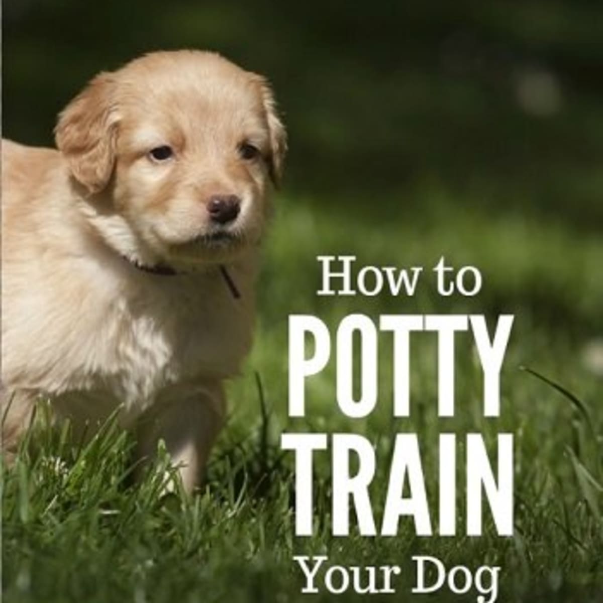 how to toilet train my labrador puppy