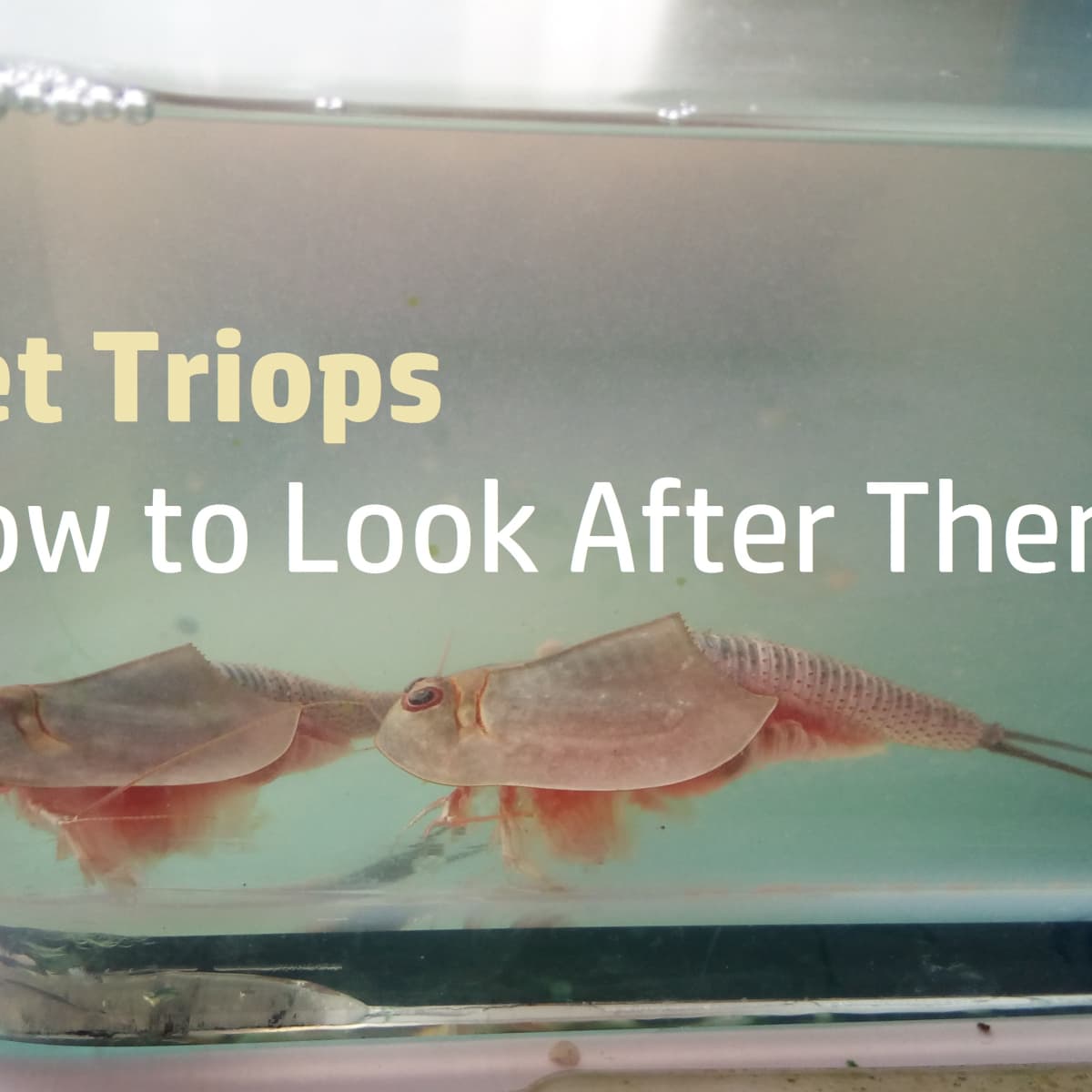 Triops as Pets: How to Raise, Feed, Breed, and Care for Them - PetHelpful