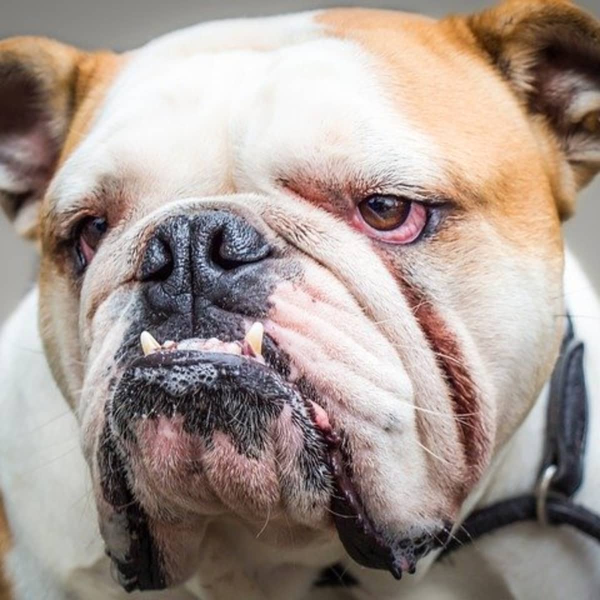 How to Get Rid of and Prevent Bulldog Wrinkle Infections - PetHelpful