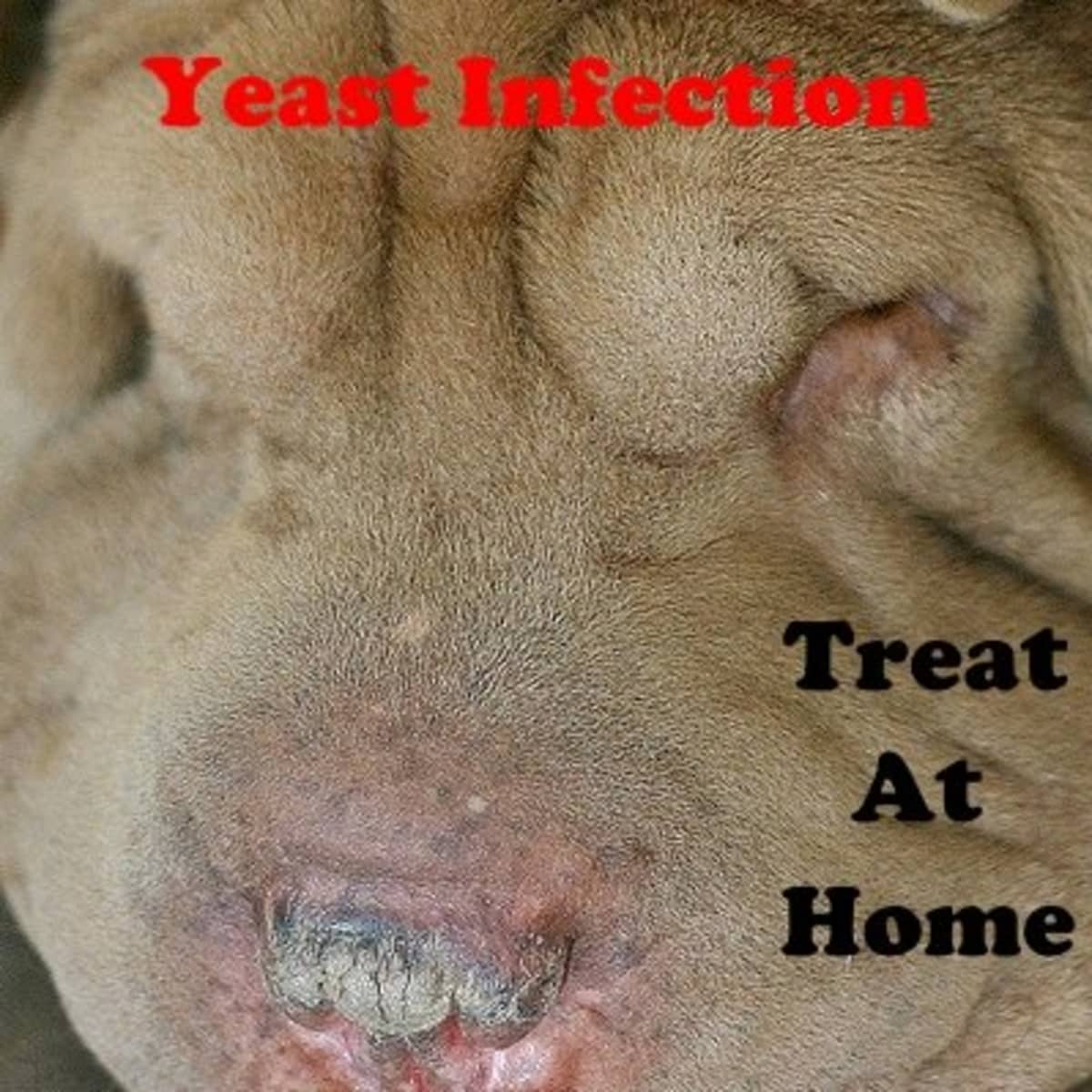 is yogurt good for yeast infections in dogs