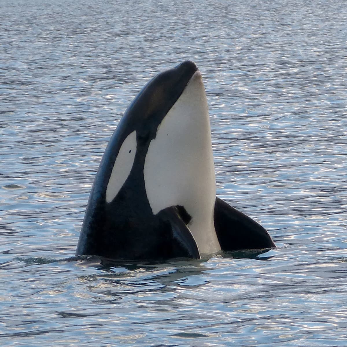 10 Facts About Killer Whales Orca Owlcation