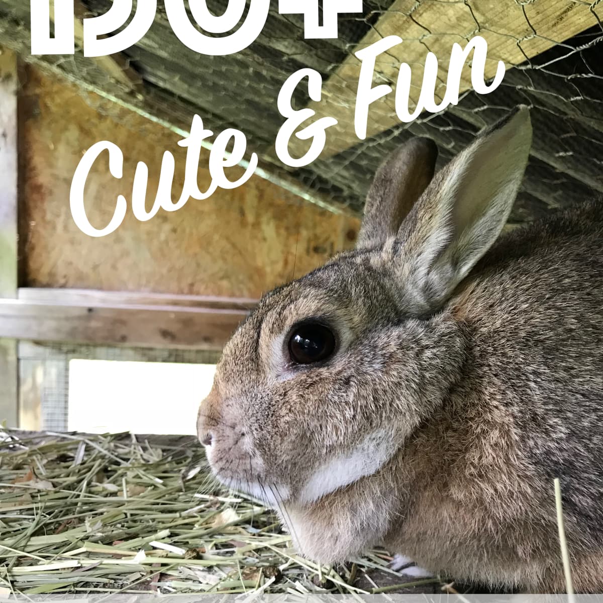 150+ Cute and Funny Bunny Rabbit Names - PetHelpful