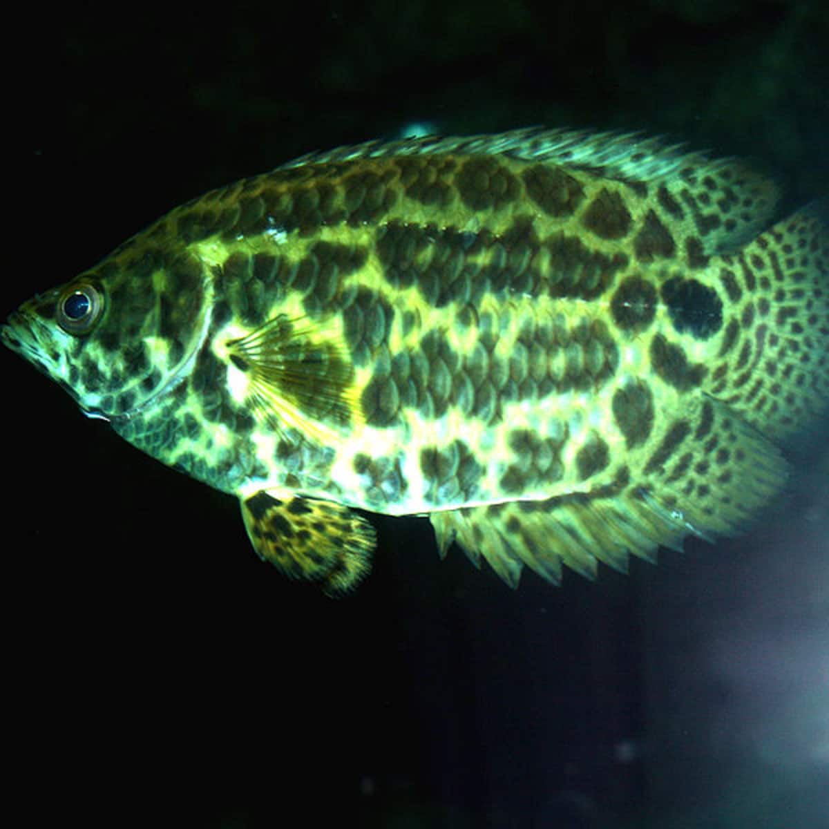 55 Large Predatory Fish Crossword Clue - Daily Crossword Clue