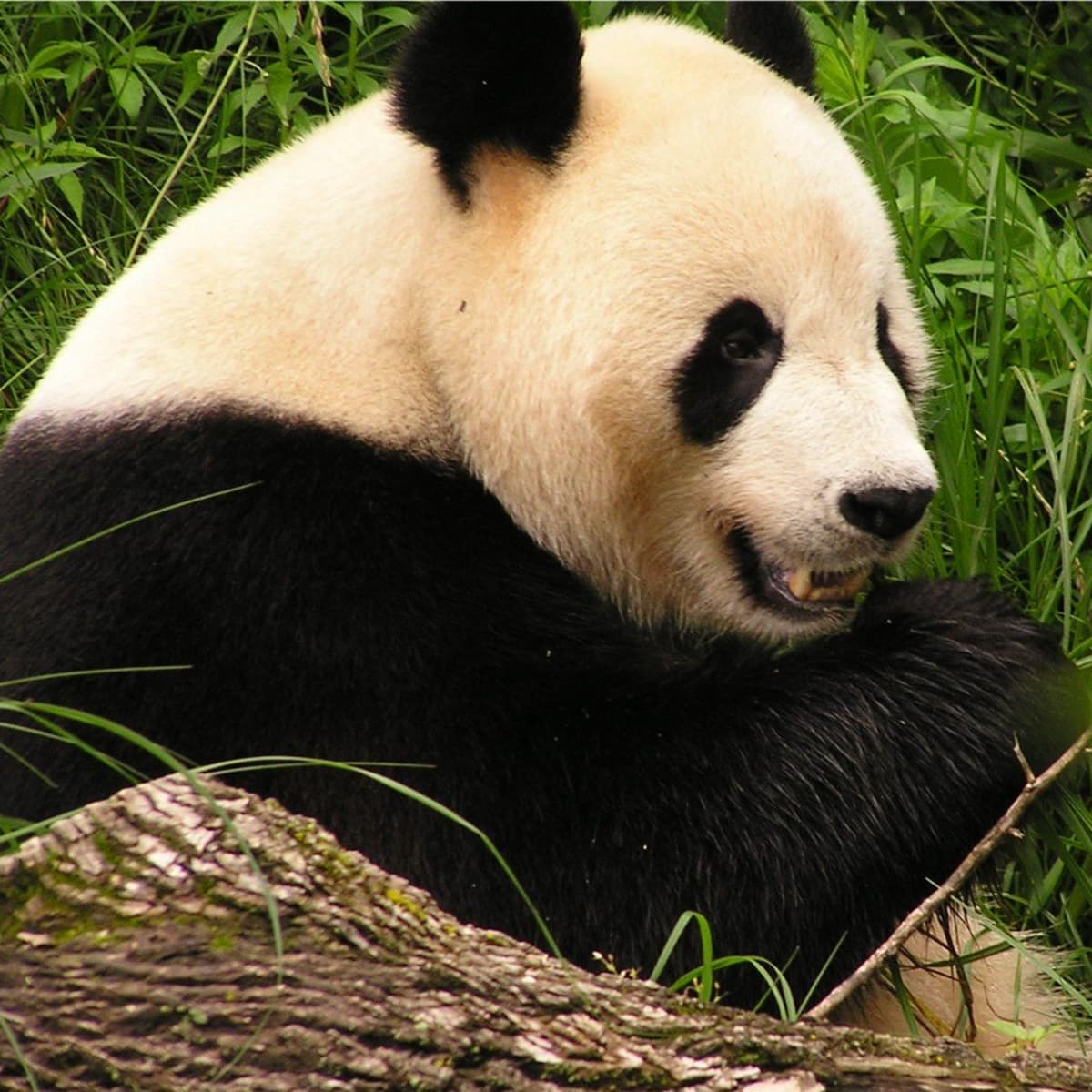Top 10 Facts About Giant Pandas - Owlcation