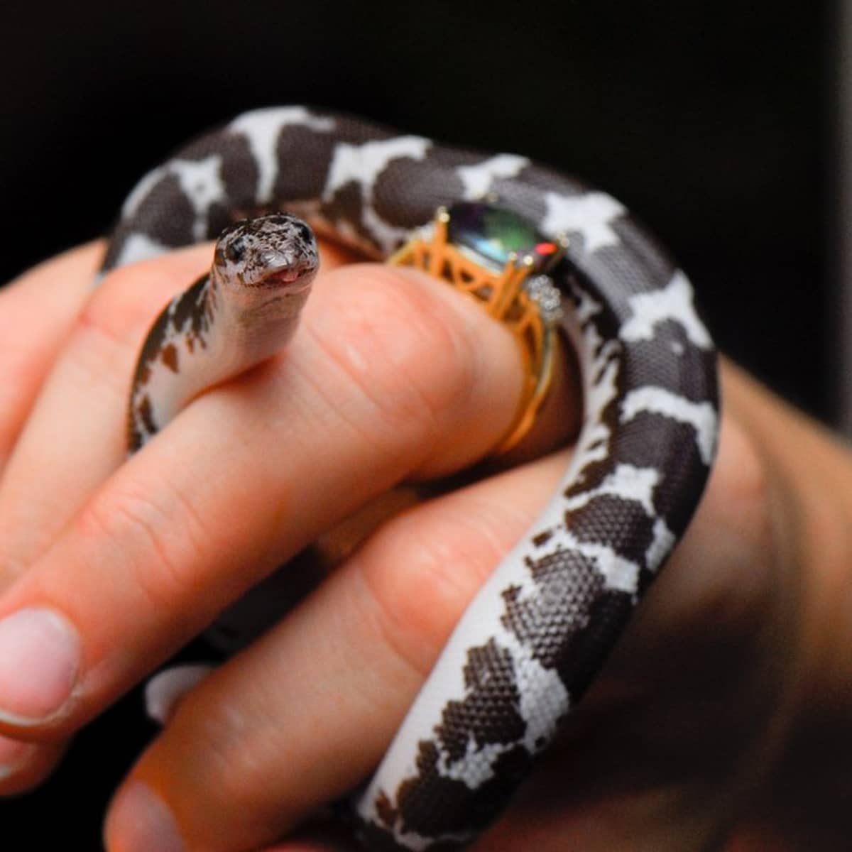 Top 5 SMALLEST Pet Snakes You Can Own 