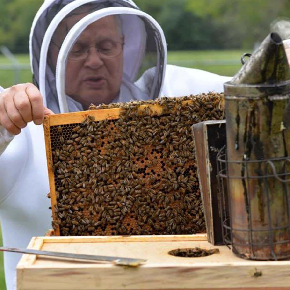 What Do Beekeepers Do in Spring? - PetHelpful
