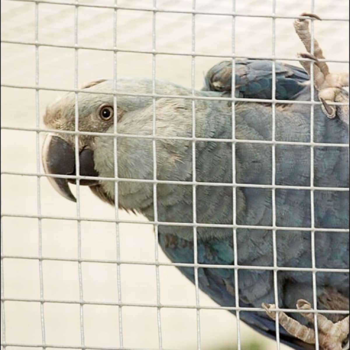 Spix's Macaw Facts: Saving a Bird Near Extinction in the Wild - Owlcation