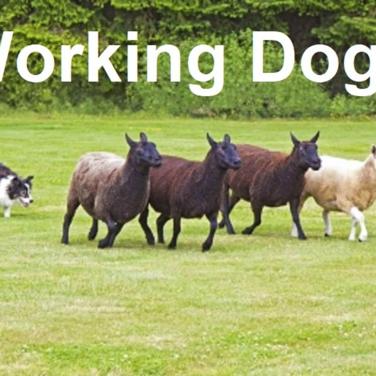 which dog has the most stamina