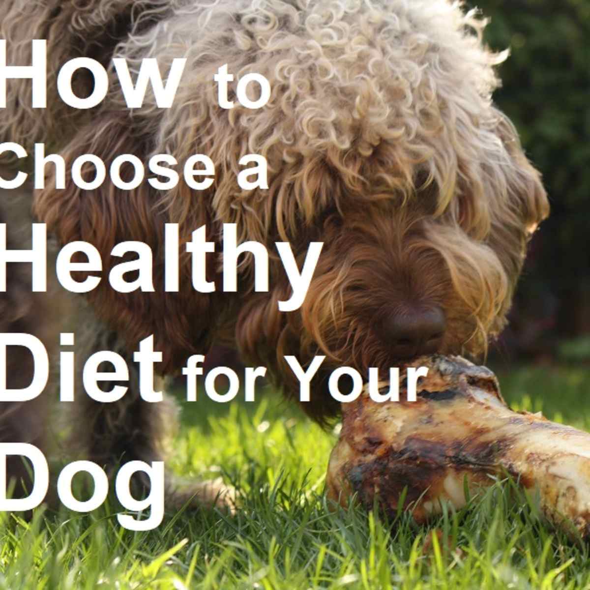 what is a healthy diet for a dog