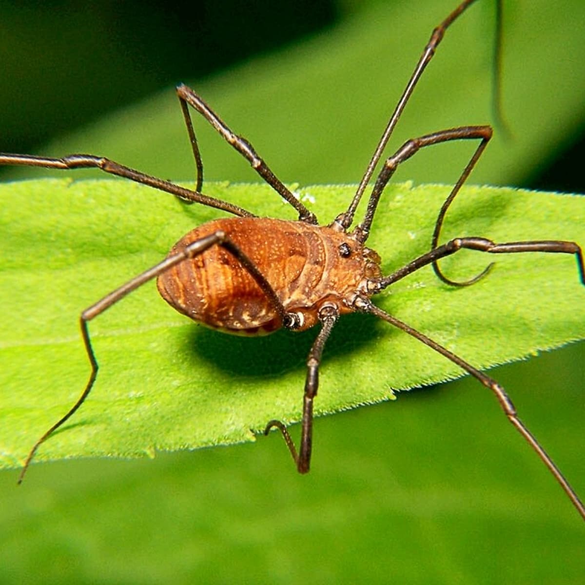 9 Surprising Facts About Daddy Longlegs