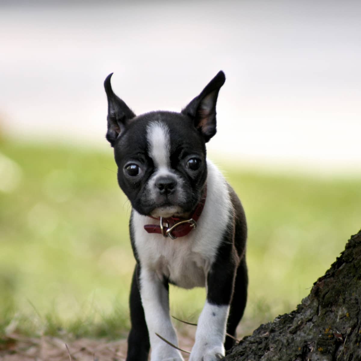 Lykkelig Original Ko 5 Important Pros and Cons of the Boston Terrier Breed - PetHelpful
