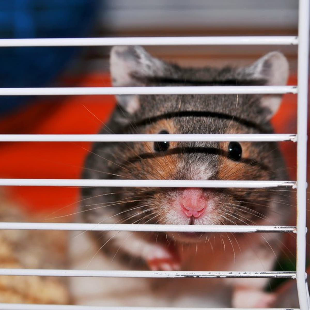 The Best Hamster Cage Size: How Big Should It Be? - PetHelpful