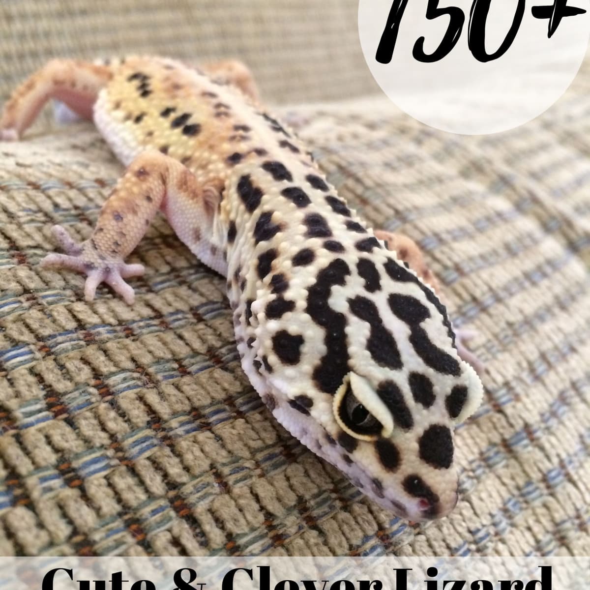 150+ Cute and Funny Names for Your Pet Lizard - PetHelpful