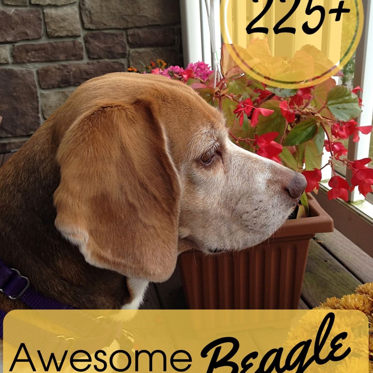225 Awesome Beagle Names Pethelpful