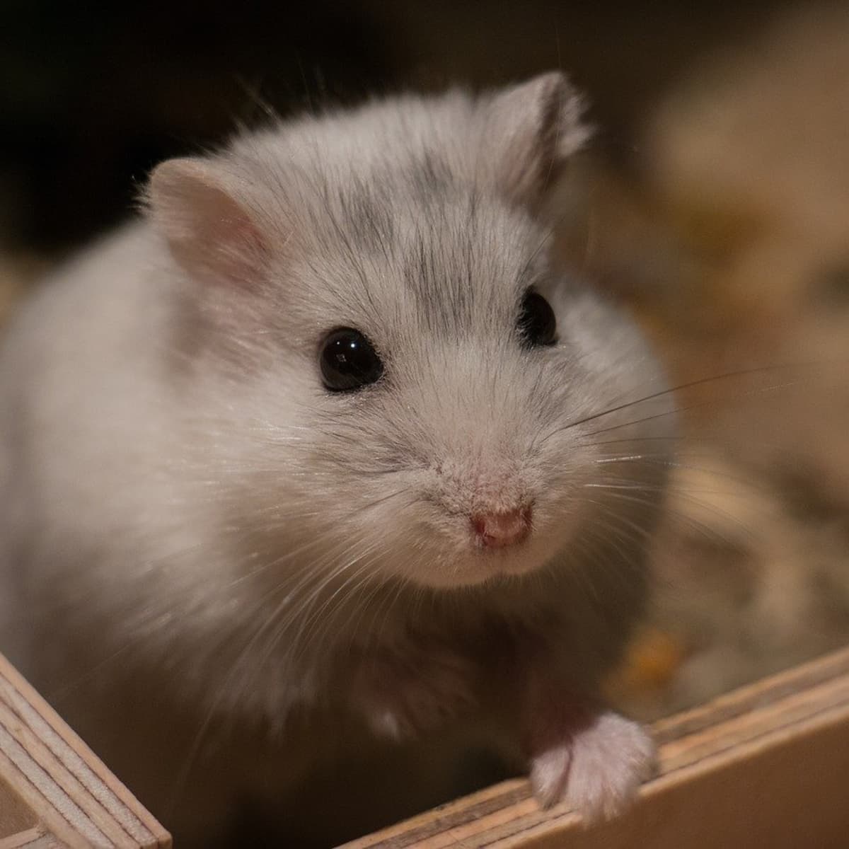 9 Items Your Hamster Needs for a Long and Happy Life - PetHelpful