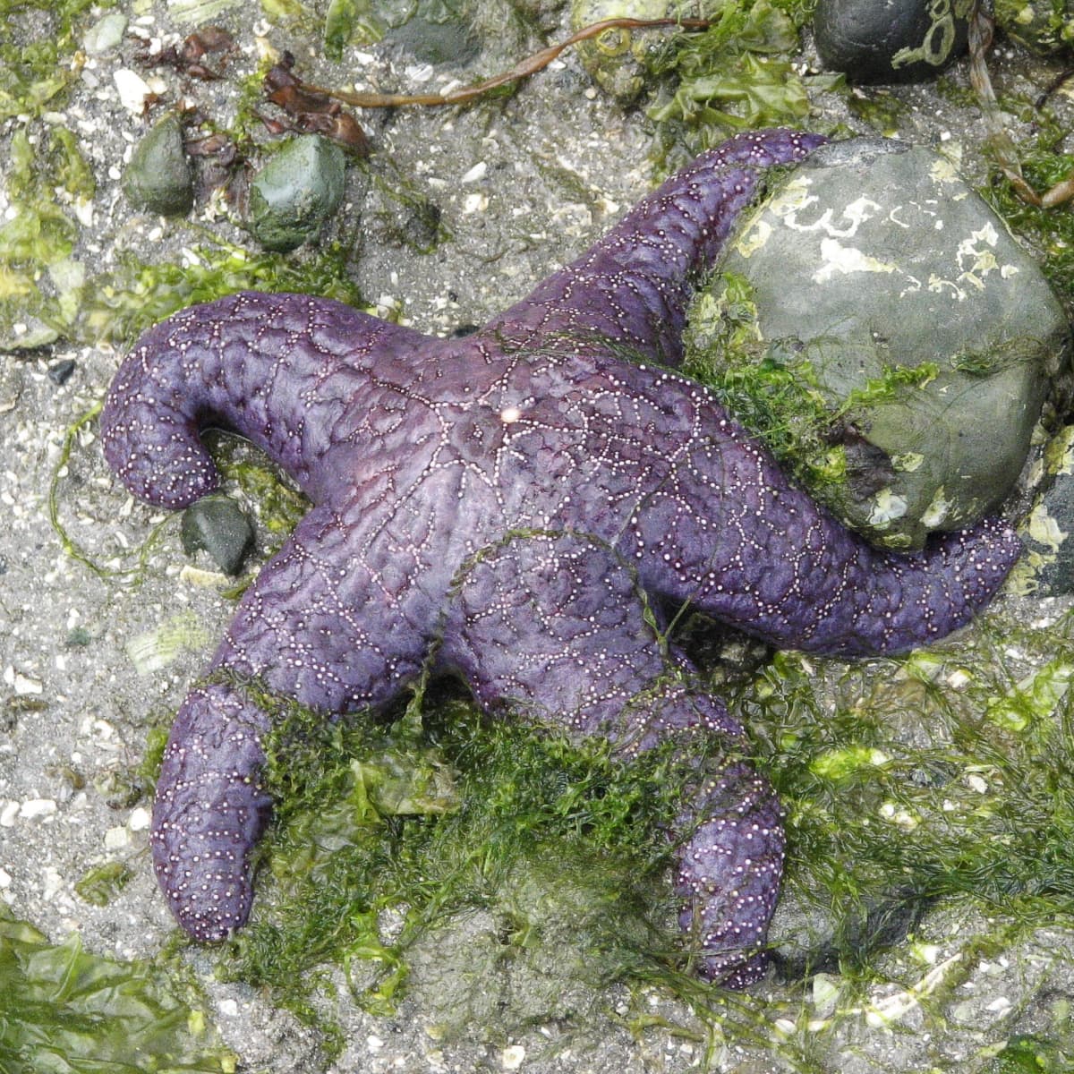Ochre Sea Star or Starfish Facts and a Major Wasting Disease - Owlcation