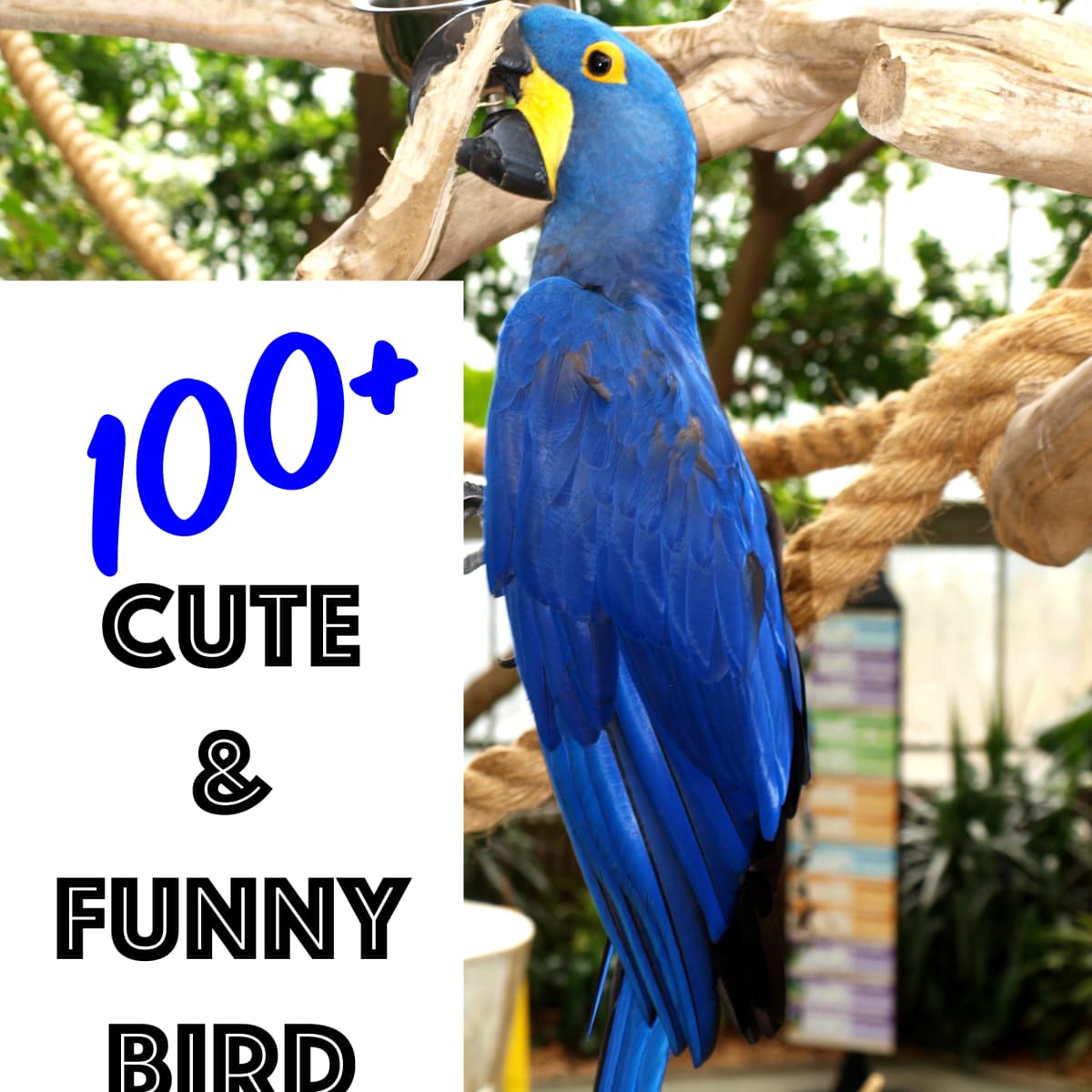 100+ Cute and Funny Bird Names (From Mr. Beaks to Whistler) - PetHelpful