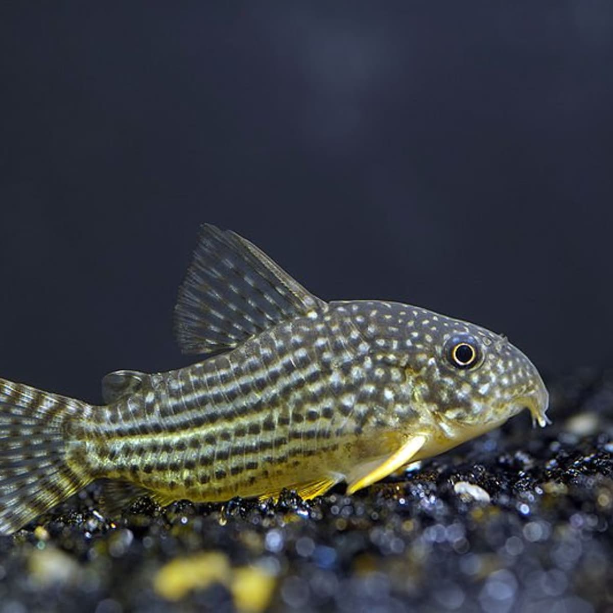 meesterwerk Airco Specialiseren 10 Best Fish for a 20-Gallon Tank (Plus Bonus Critters) - PetHelpful