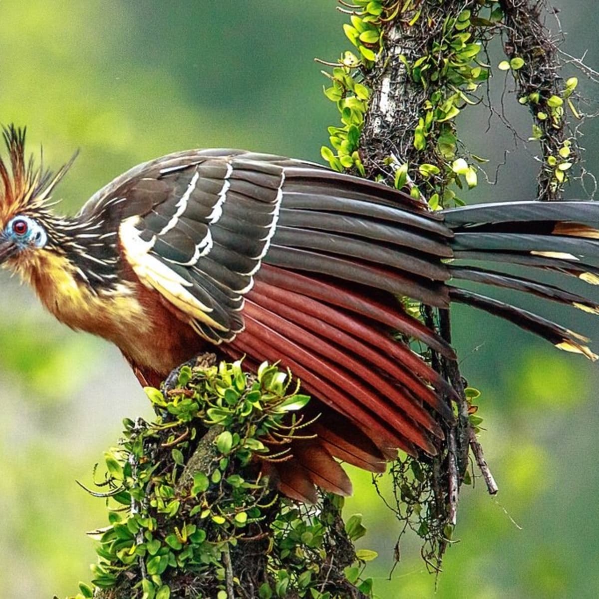 40 Hoatzin or Stinkbird Facts: A Strange and Unique Animal - Owlcation