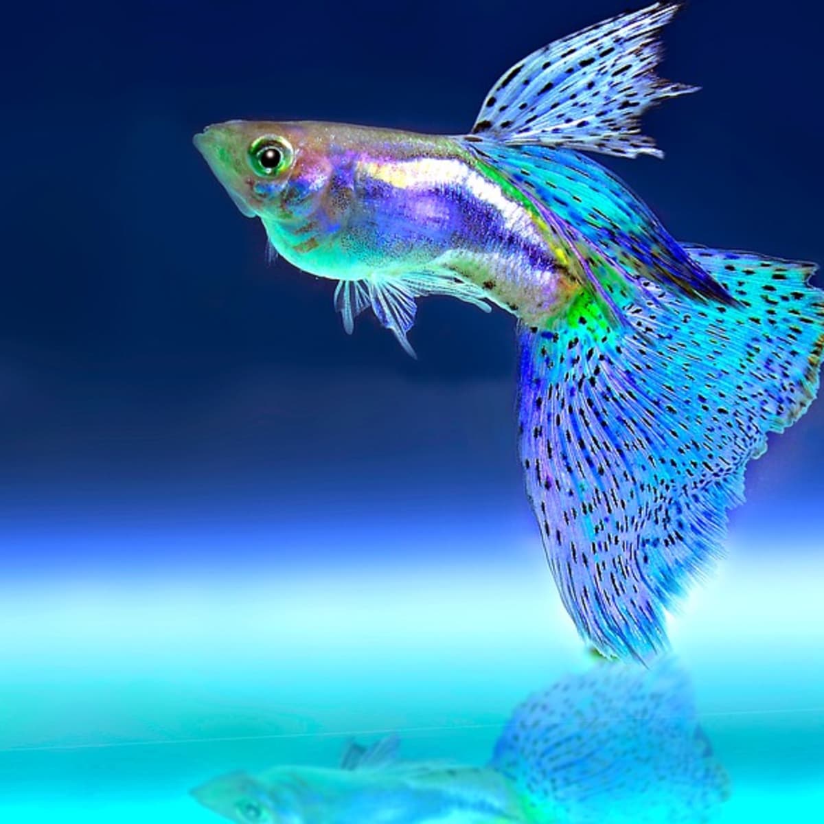 Can I Catch Tuberculosis From My Pet Fish? - PetHelpful