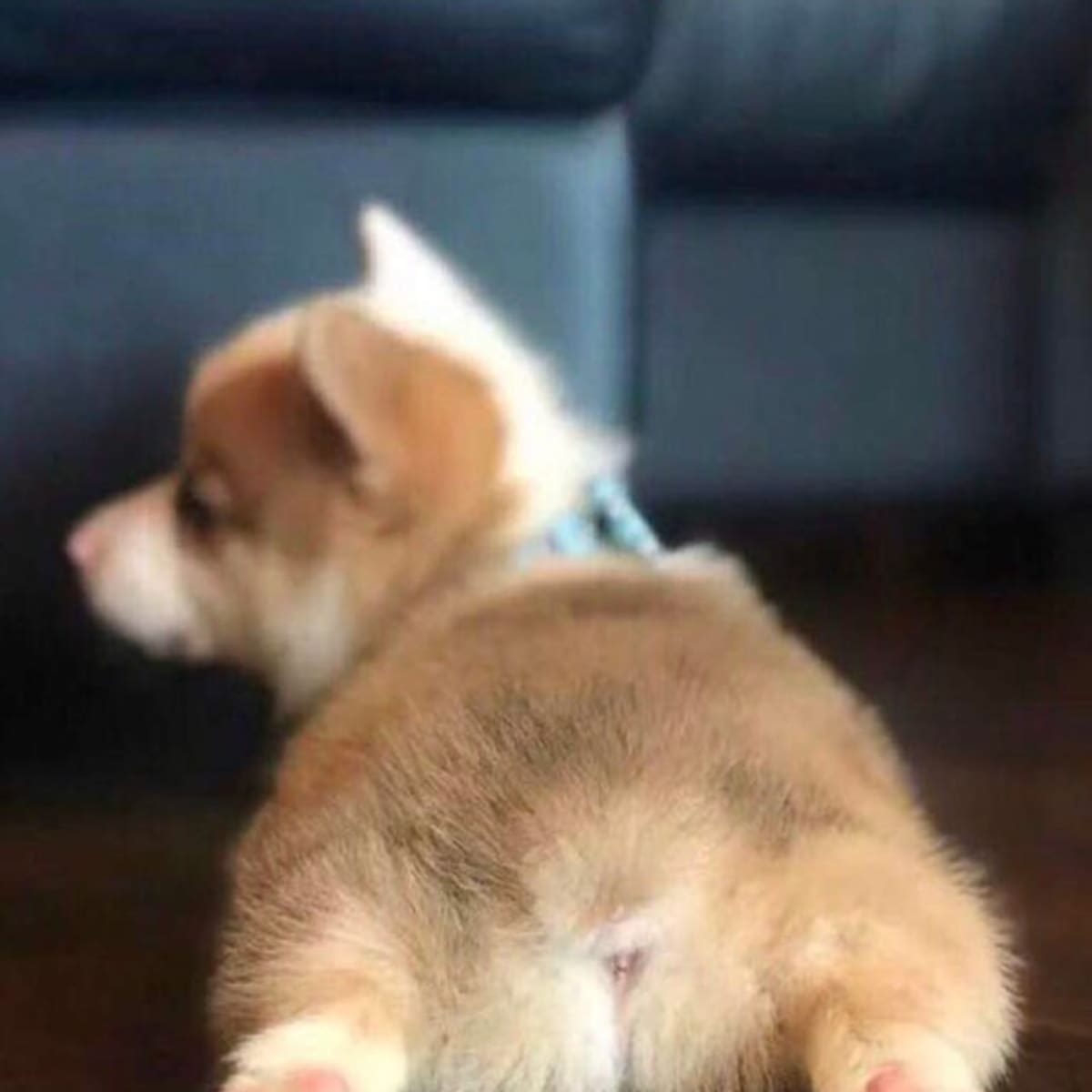 What is a sploot