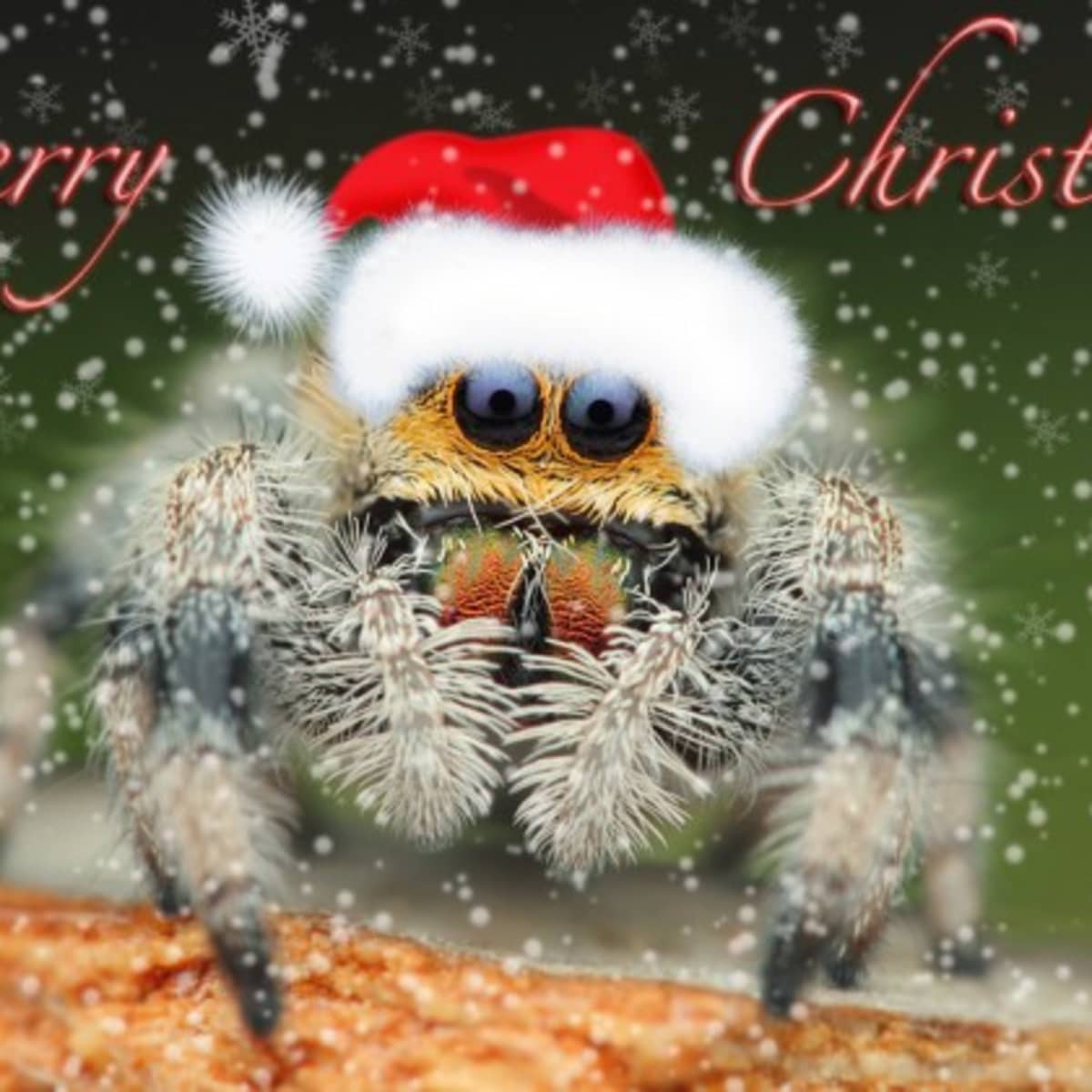 spider with christmas hat