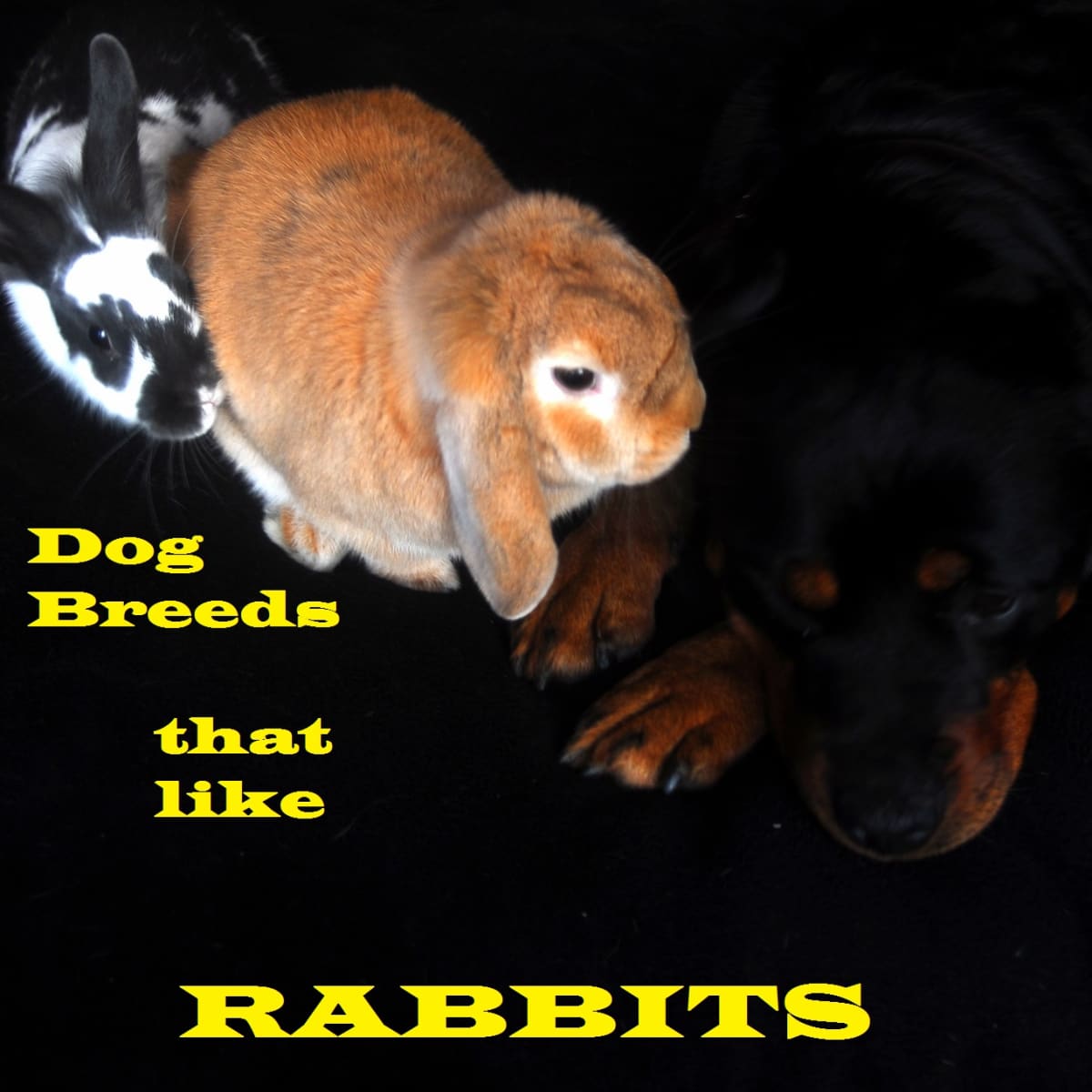 do rabbits bite dogs