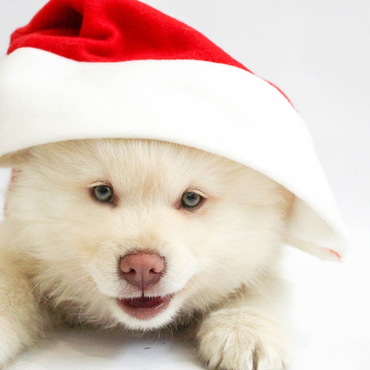 Should You Give a Pet as a Gift? Ask Yourself These 6 Questions First