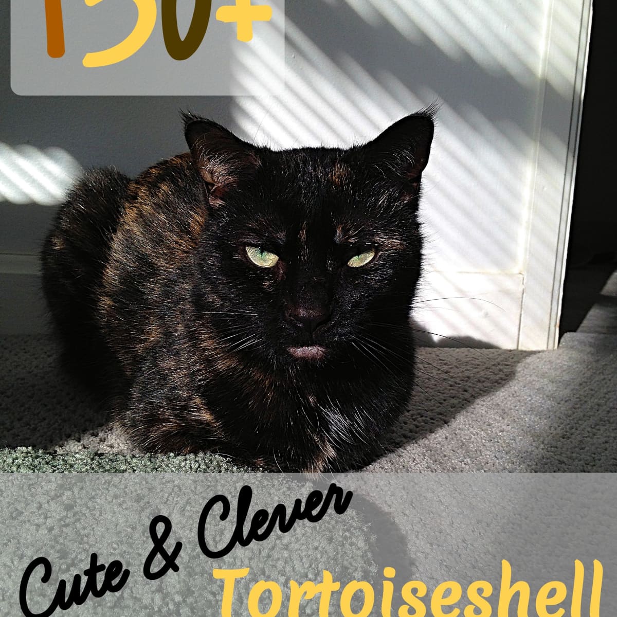 130 Cute And Clever Tortoiseshell Cat Names Pethelpful