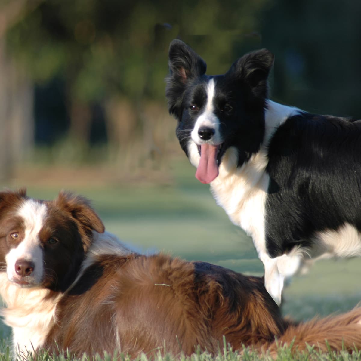 are there calico dogs