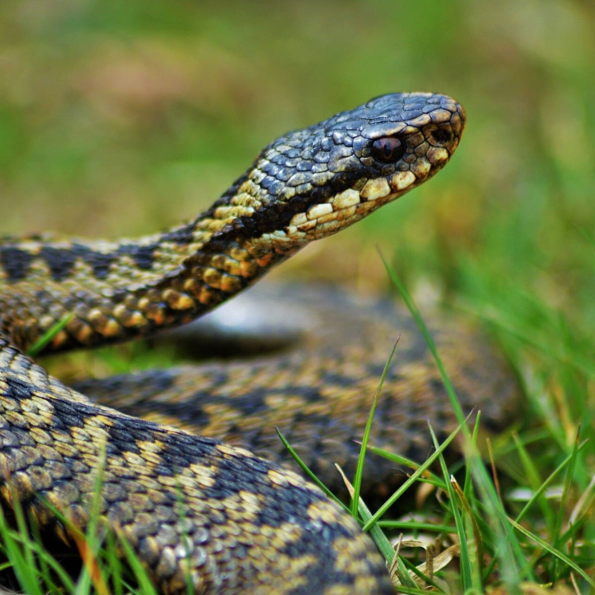 can an adder bite kill a dog