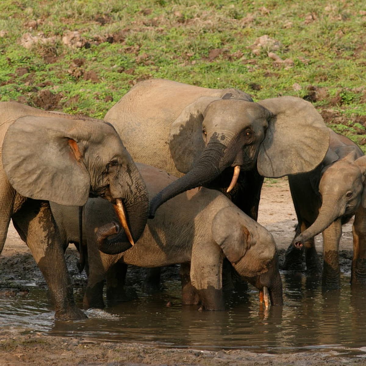 The Forest Elephant and Its Importance for the Environment - Owlcation