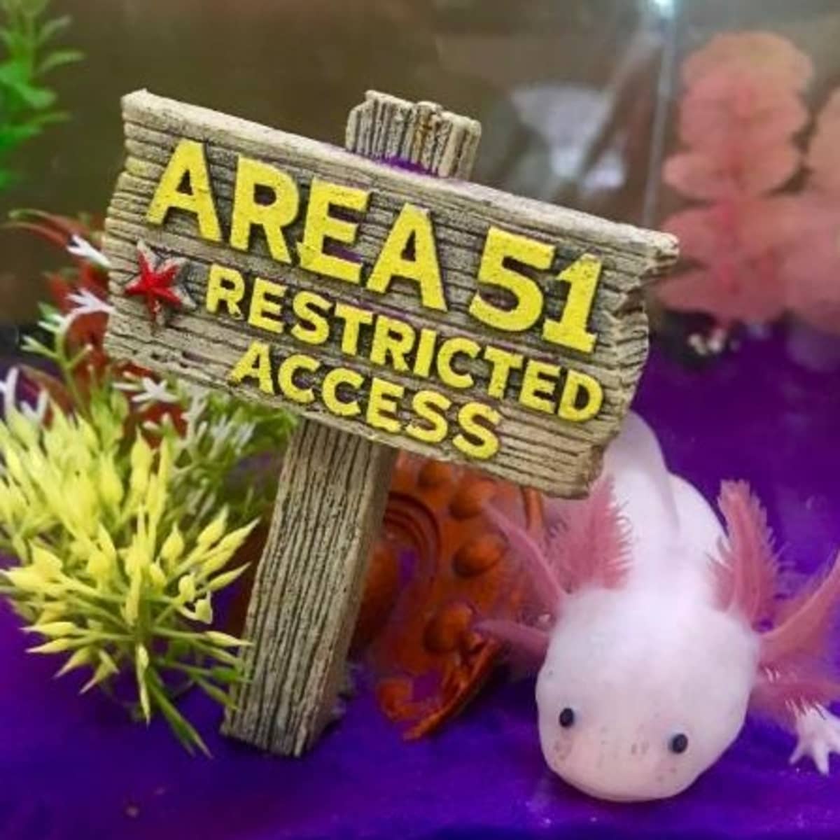 5 Weird But Normal Axolotl Behaviors Pethelpful