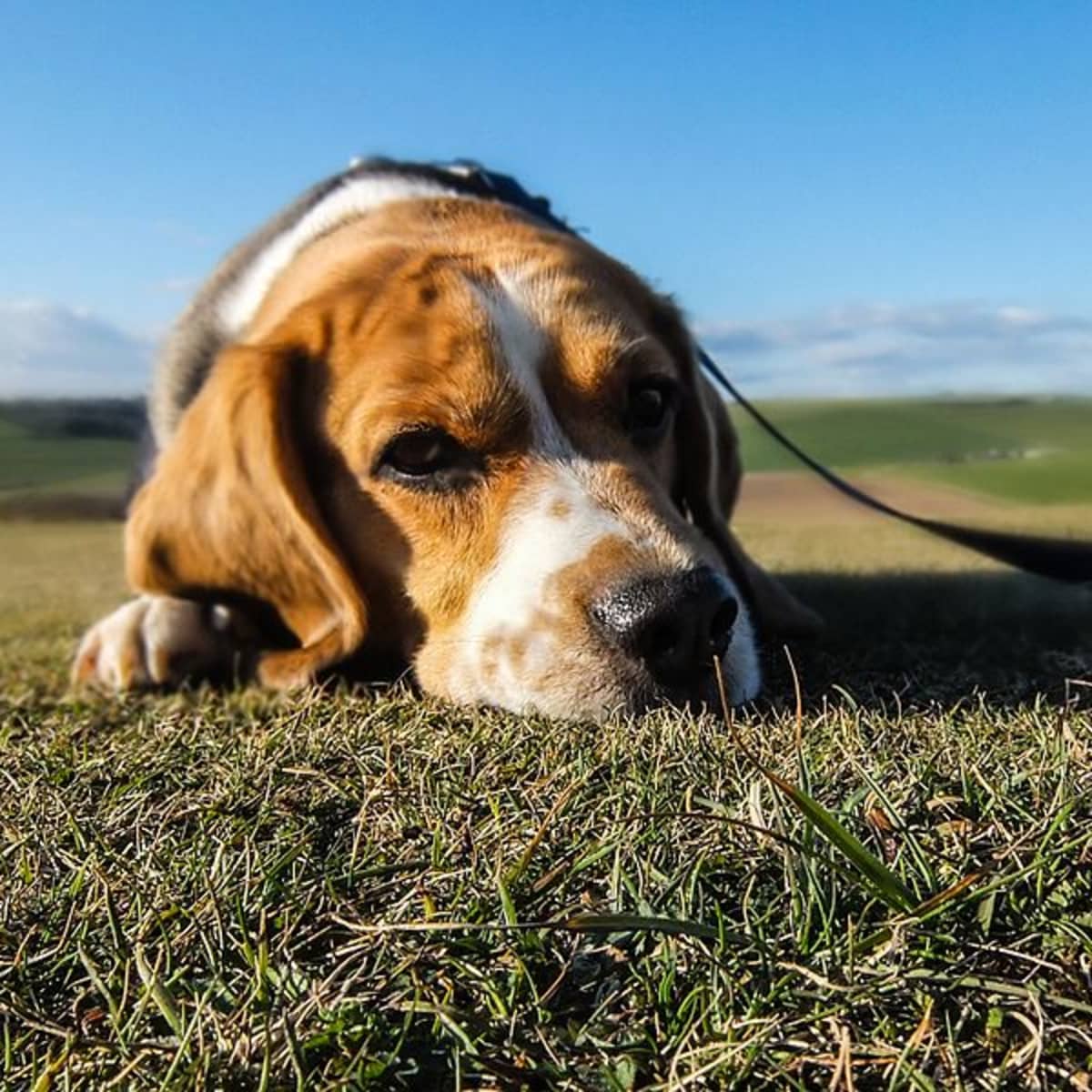 is bermuda grass resistant to dog urine