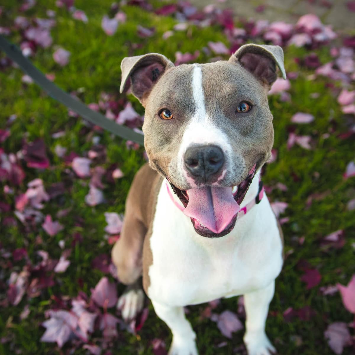 Major League Baseball's Pup-Friendly Events Let You Take Your Dog Out To  The Ballgame, Too - BARK Post