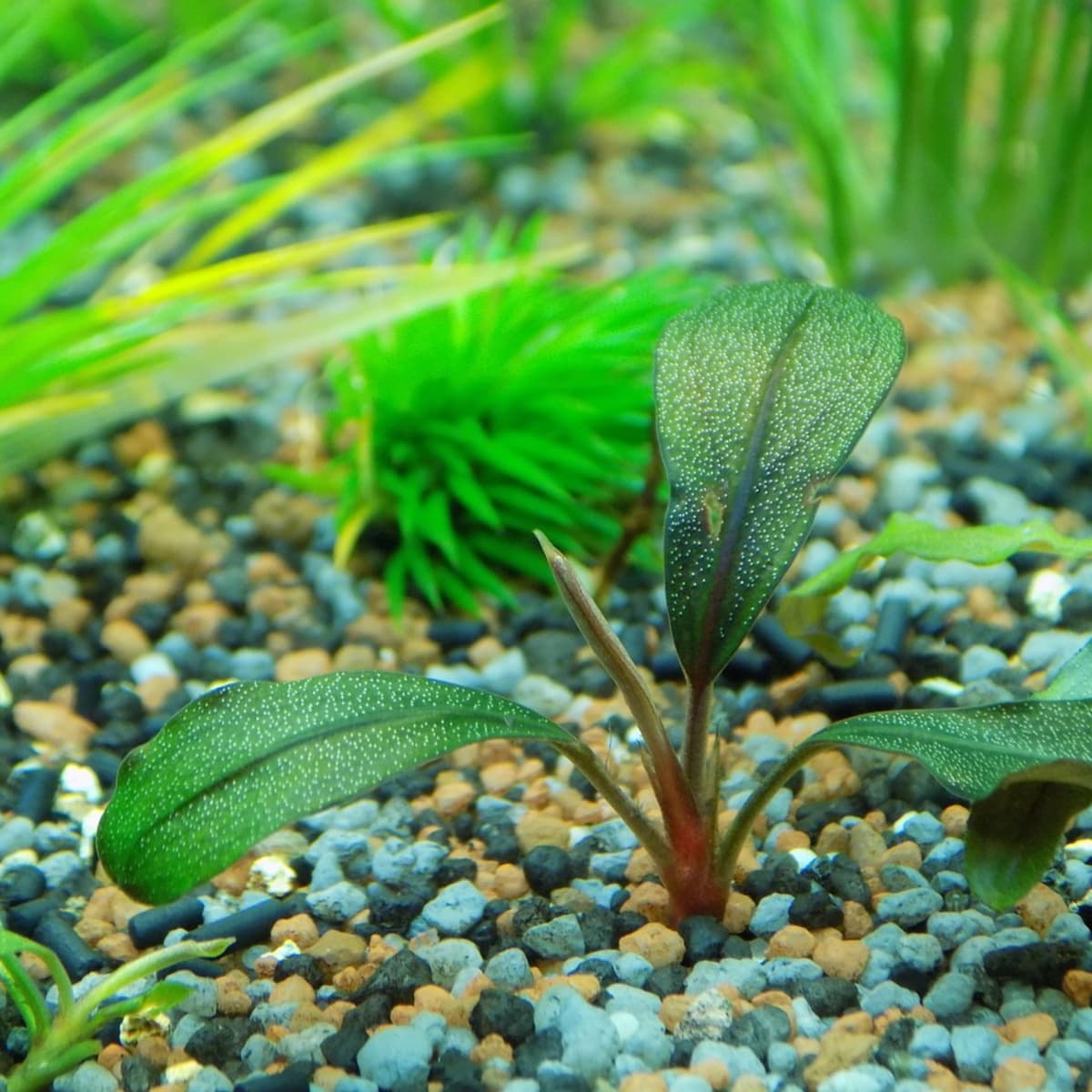 Using Live Plants in Your Home Aquarium