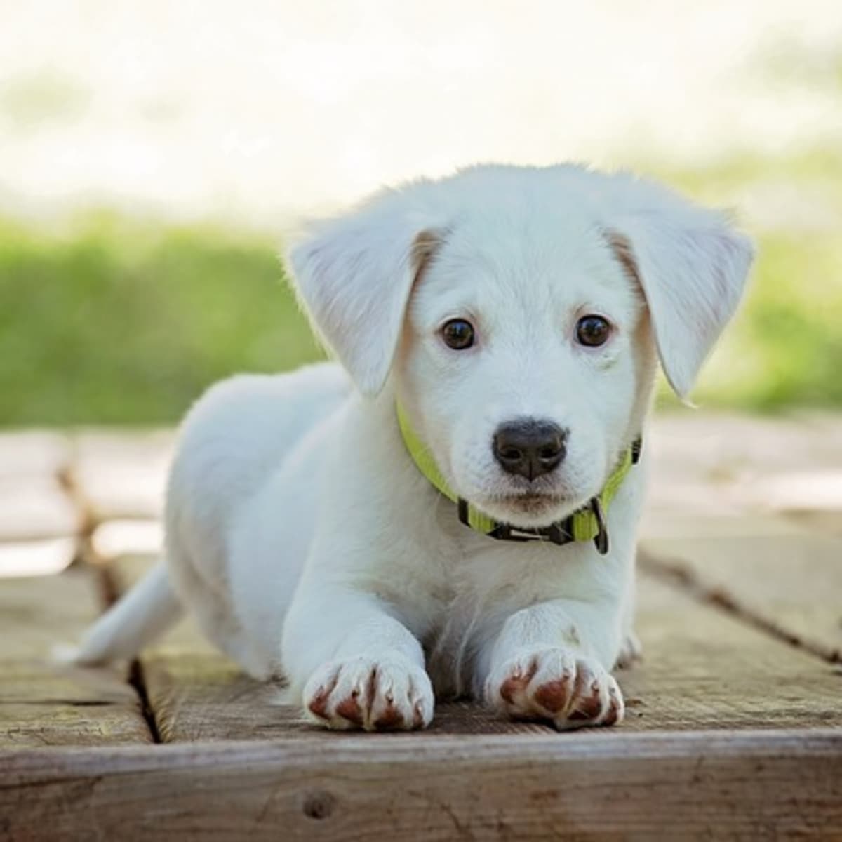 220+ Cute White Dog Names (With Meanings) for Your Puppy - PetHelpful