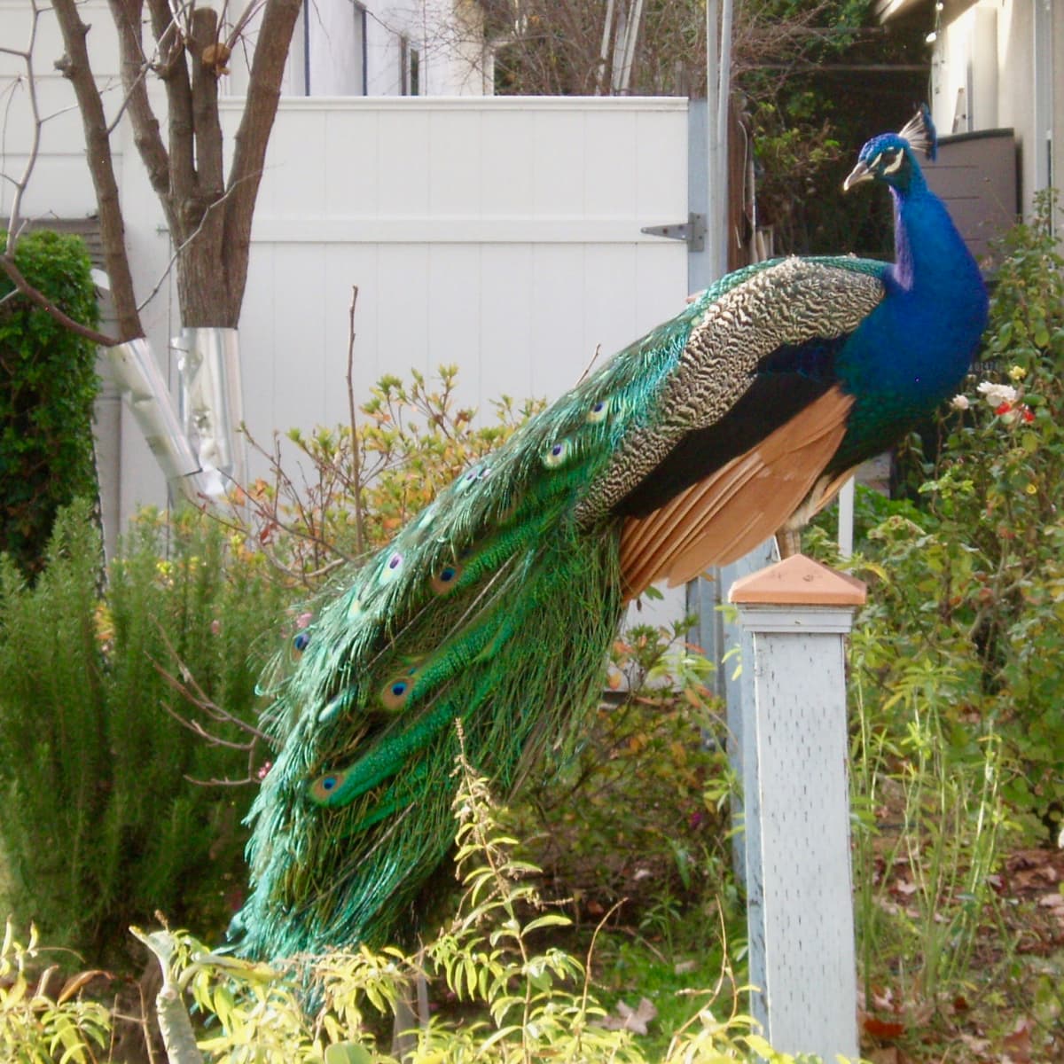 How Feral Peacocks Stay Alive in Urban Neighborhoods - PetHelpful