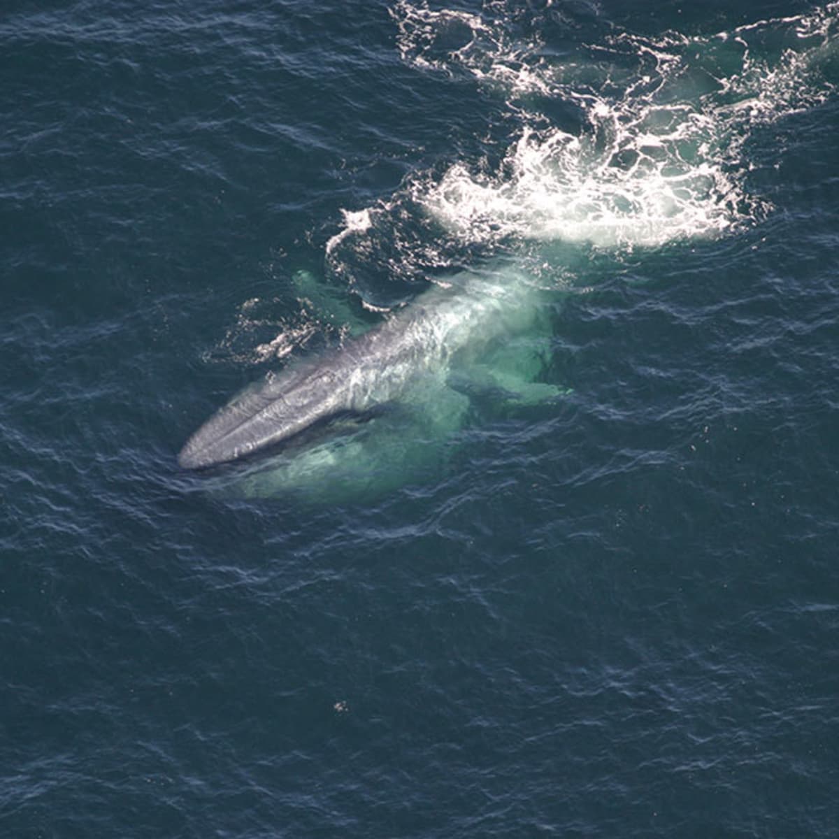 35 Facts About the Blue Whale - Owlcation