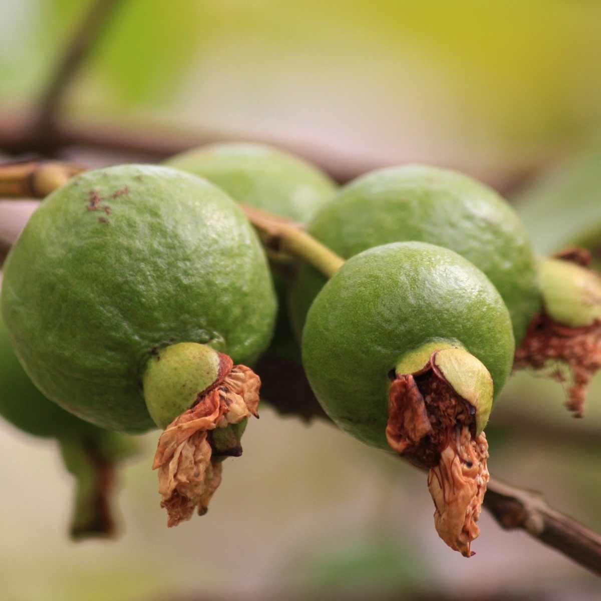 Fruit And Vegetable Names In Hindi With English Translations Owlcation