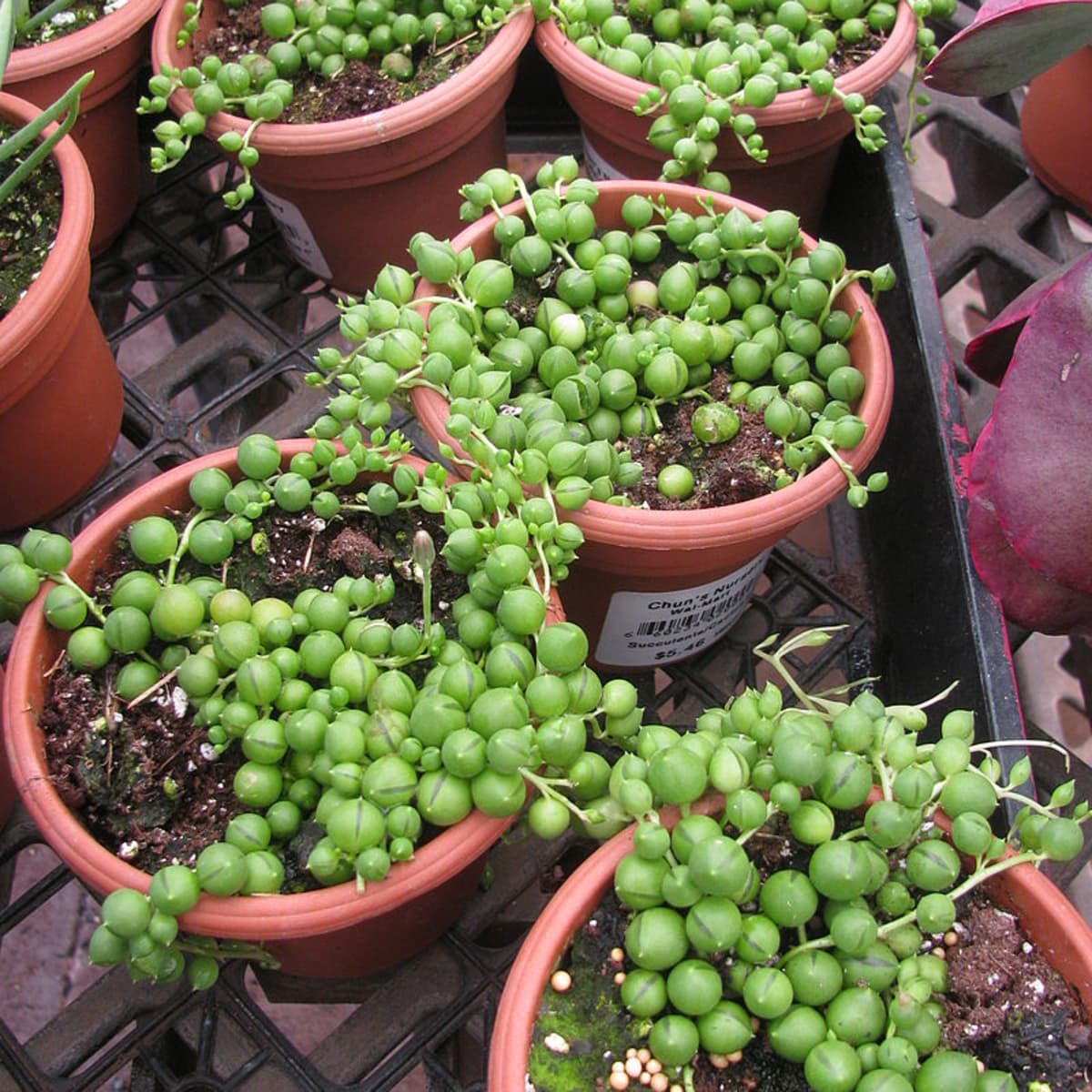 How to Grow and Care for String of Pearls
