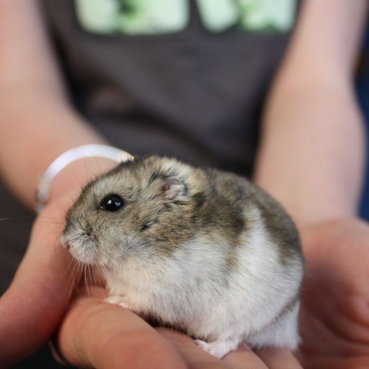The Life Expectancy of Hamsters -cute animal names