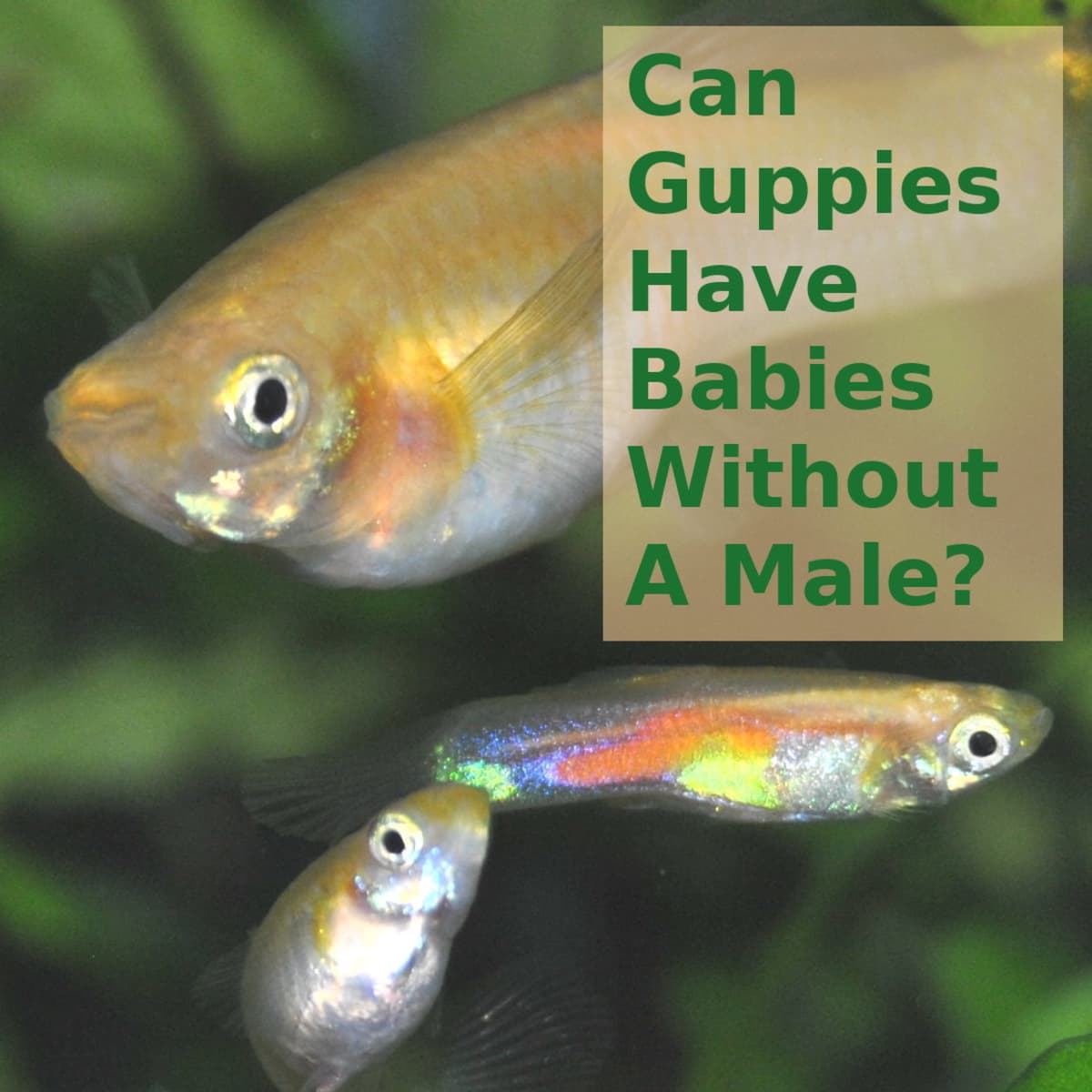 female guppies fish