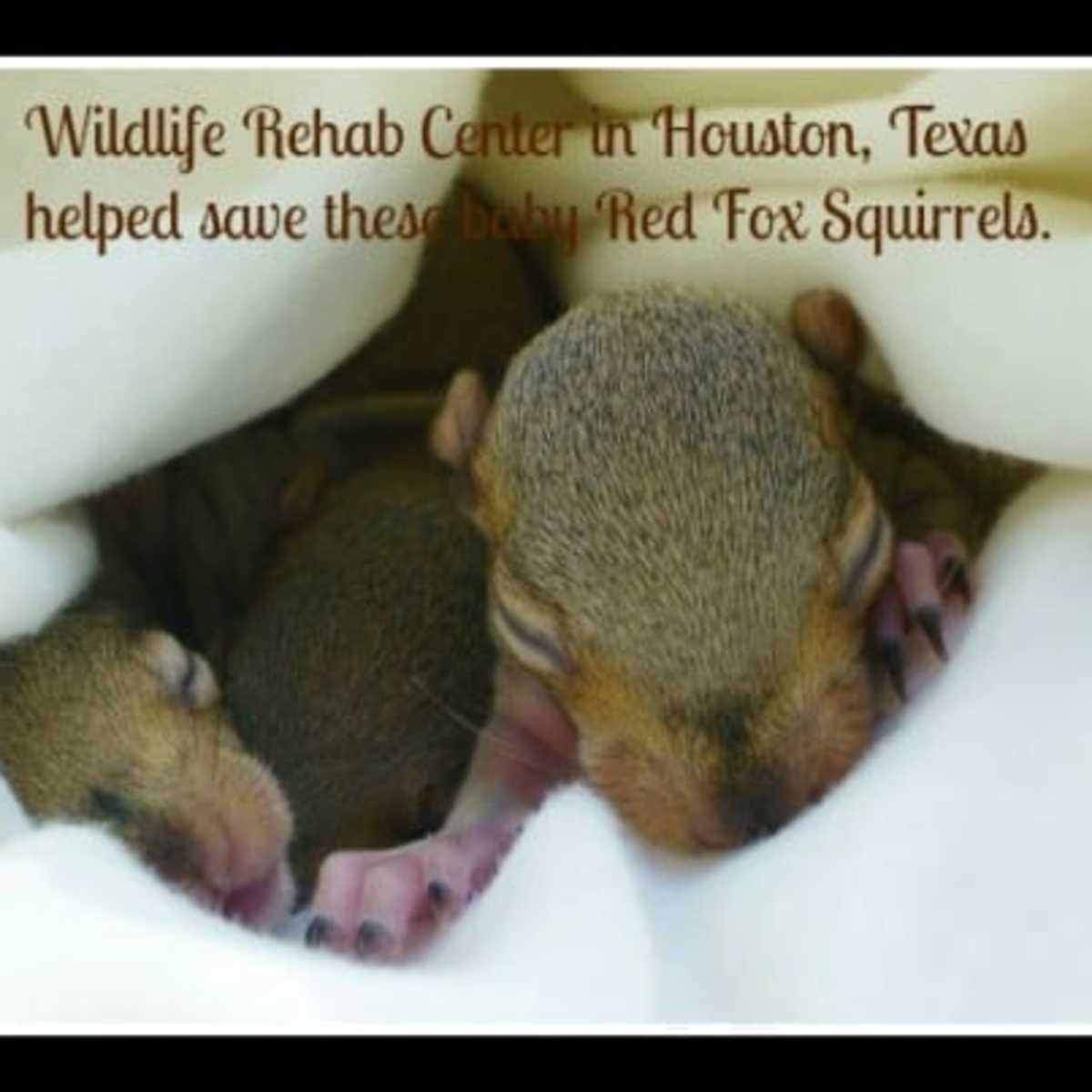 Baby Red Fox Squirrels Saved By Texas Wildlife Rehab Center Pethelpful