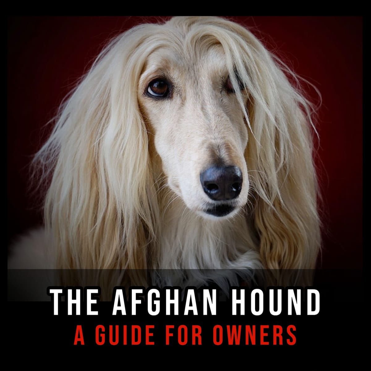 The Afghan Hound: A Guide for Owners - PetHelpful
