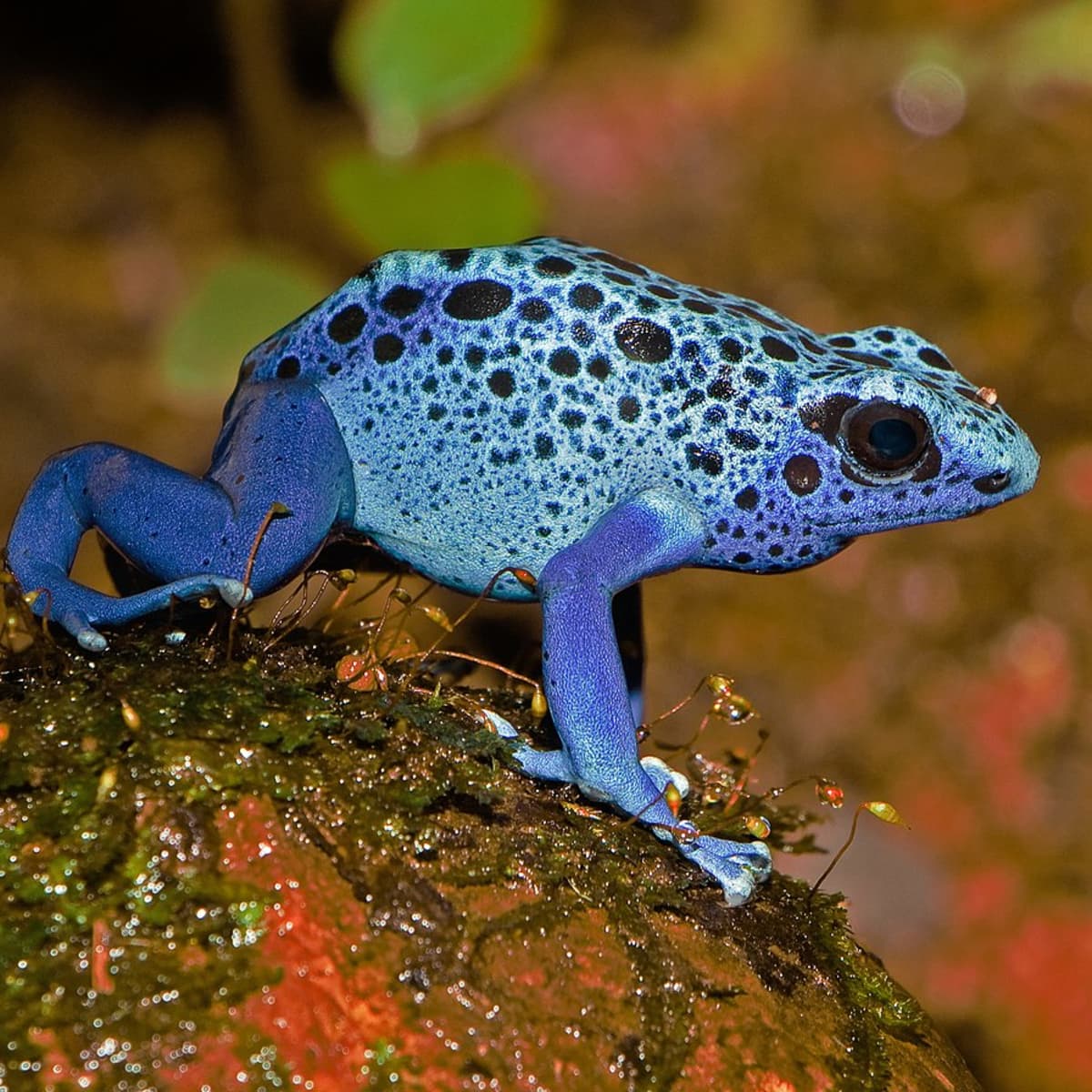 6 Colourful Frog Species: Facts About Attractive Amphibians - Owlcation
