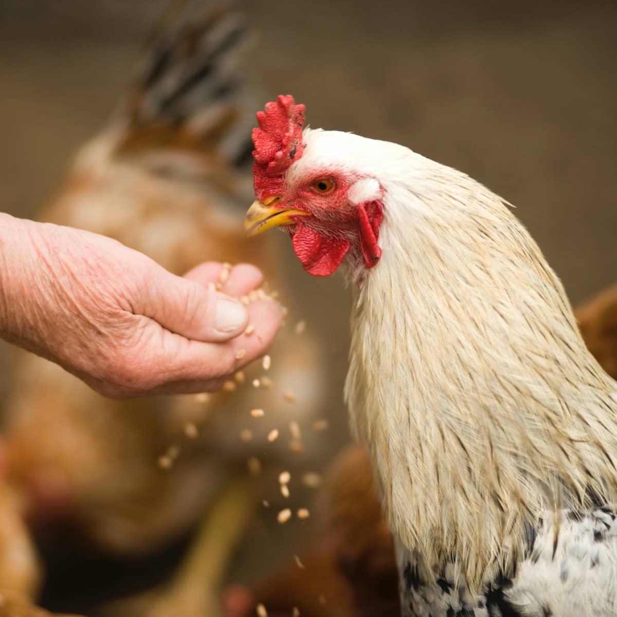 How to Care for Chickens in Cold Weather - PetHelpful