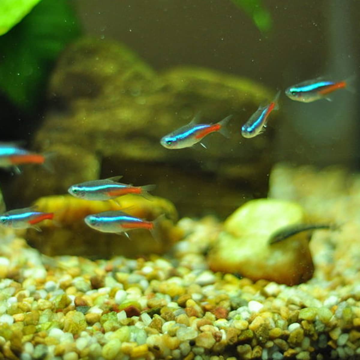 10 Best Schooling Fish For A Freshwater Aquarium Pethelpful